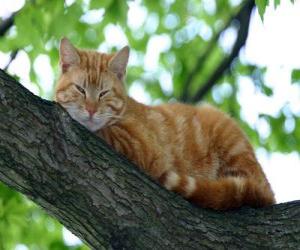 yapboz Kedi bir ağacın dalı dayanan
